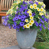 Plunge Pot Plants - Spring Duo