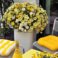 Plunge Pot Plants - Sunshine