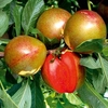 Pluot Tree - Flavour Supreme