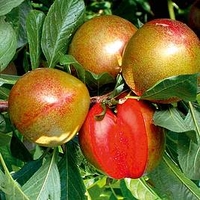 Pluot Tree - Flavour Supreme