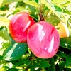 Pluot Tree - Pink Candy