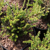 Podocarpus niv. Plant - Kilworth Cream