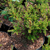 Podocarpus Plant - Guardsman
