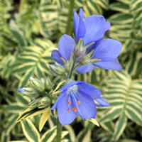 Polemonium caeruleum Plant - Brise D