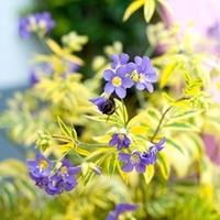 Polemonium Golden Feathers