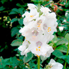 Polemonium Plant - Alba
