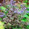 Polemonium Plant - Heaven Scent