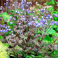 Polemonium Plant - Heaven Scent