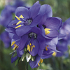 Polemonium yezonense Plant - Bressingham Purple