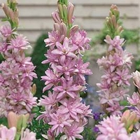 Polianthes tuberosa Pink Sapphire