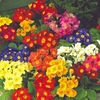 Polyanthus Plants - F1 Spring Fever