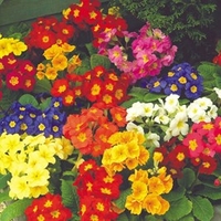 Polyanthus Plants - F1 Spring Fever