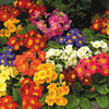 Polyanthus Plants - F1 Spring Fever