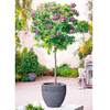 Polygala myrtifolia Plants - Mini Standard