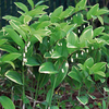 Polygonatum Odoratyum Variegatum (Variegated Solomon