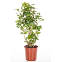 Polyscias (Aralia) Balfouriana