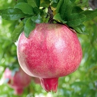 Pomegranate (Punica granatum) Provence
