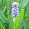 Pontederia cordata Plant