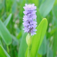 Pontederia cordata Plant