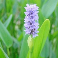 Pontederia cordata Plant