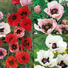 Poppy Mixed Plants