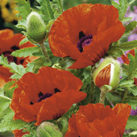 Poppy oriental Plant - Allegro