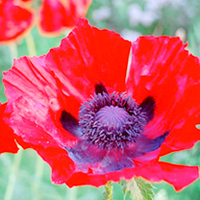 Poppy oriental Plant - Beauty of Livermore