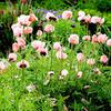 Poppy oriental Plant - Victoria Louise