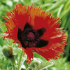 Poppy Oriental Ruffled Curlilocks Plants