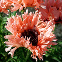 Poppy Oriental Ruffled Plant Collection