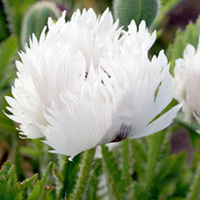 Poppy Oriental Ruffled White Plants