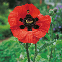 Poppy Plants - Beauty of Livermere