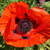 Poppy Plants - Brilliant