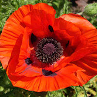 Poppy Plants - Brilliant