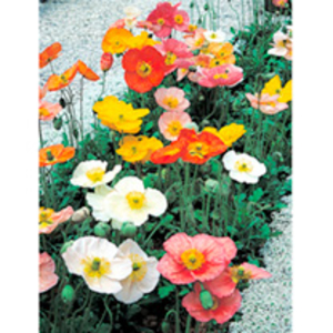 Poppy Plants - Champagne Bubbles Mix