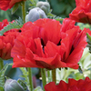 Poppy Plants - Collection