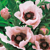 Poppy Plants - Coral Reef