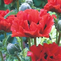 Poppy Plants - King Kong