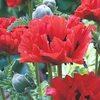 Poppy Plants - King Kong