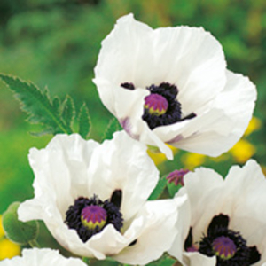 Poppy Plants - Royal Wedding