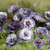 Poppy Seeds - Amazing Grey