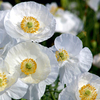 Poppy Seeds - Bridal Silk