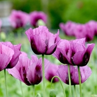 Poppy Seeds - Hungarian Blue (Bread Seed Poppy)