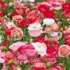 Poppy Seeds - Love Affair Mixed