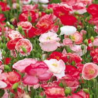 Poppy Seeds - Love Affair Mixed