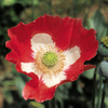Poppy Seeds - Queens Poppy