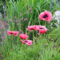 Poppy Super Medallion Plants
