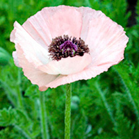 Poppy Super Shasta Plant