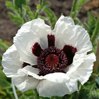 Poppy Super Snow Goose Plants