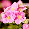 Potentilla f. Plant - Pink Paradise